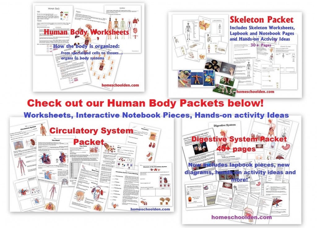 Human Body Sytems Units
