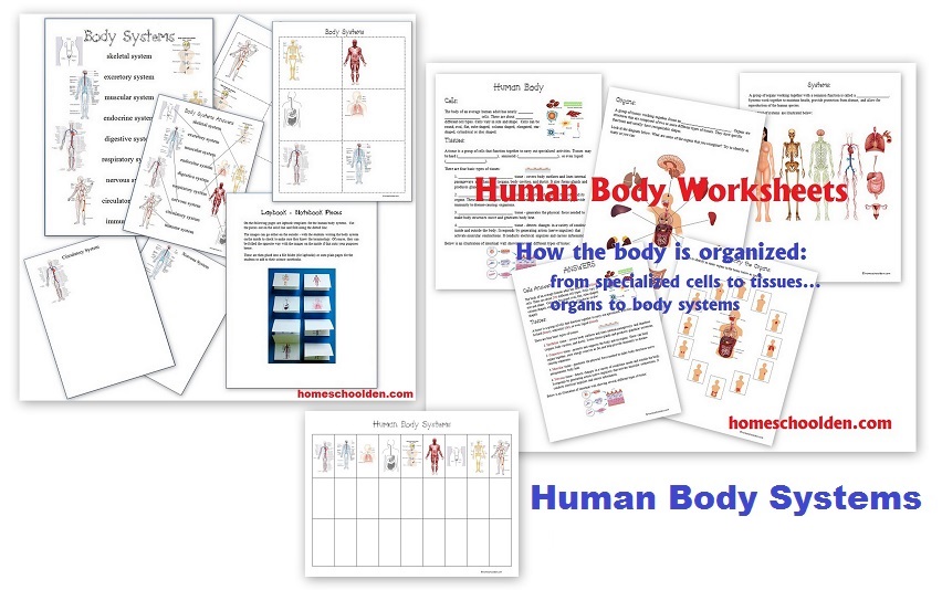 Human-Body-Systems-Worksheets-Bundle