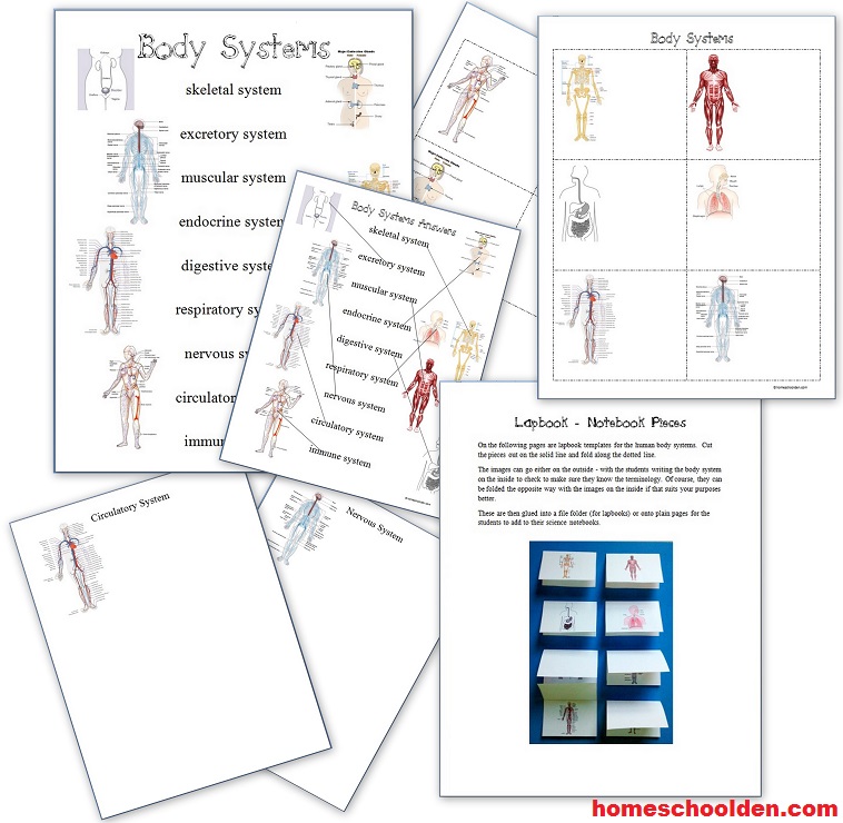 HumanBodySystems-Packet