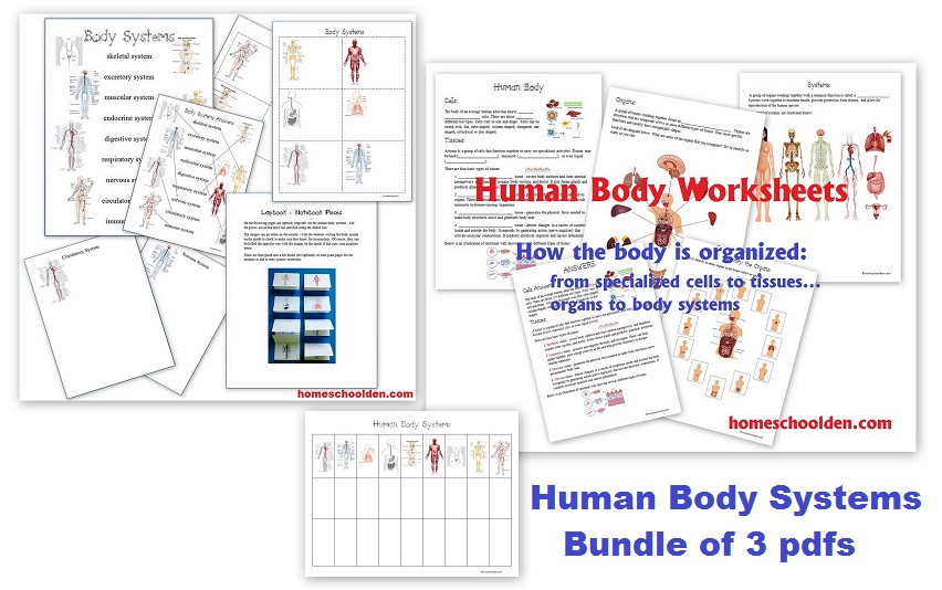 HumanBodySystemsWorksheet-Bundle