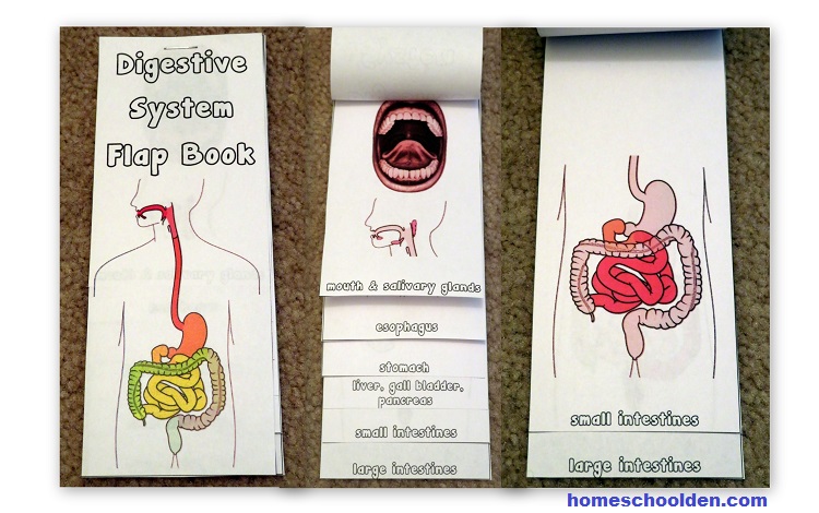 Digestive System Flap Book