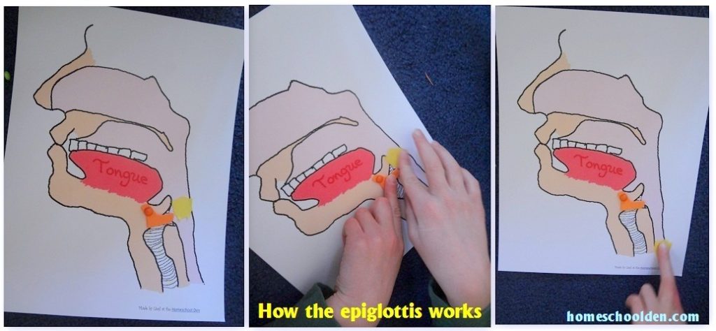 Digestive System Hands-On Activity Swallowing and the Epiglottis