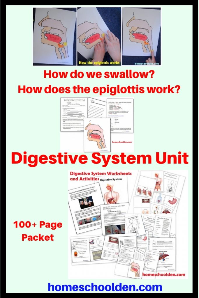 Digestive System Hands-On Activity - Swallowing and the Epliglottis