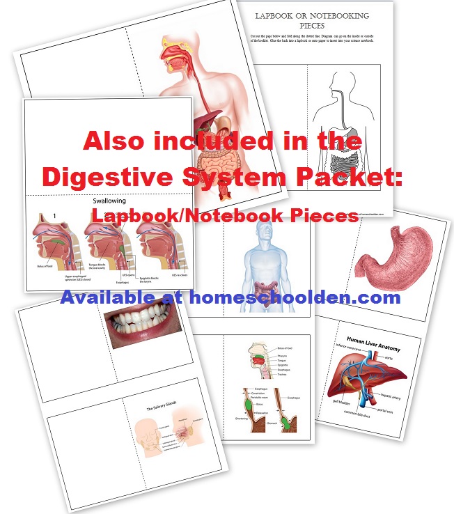 DigestiveSystem-LapbookPages
