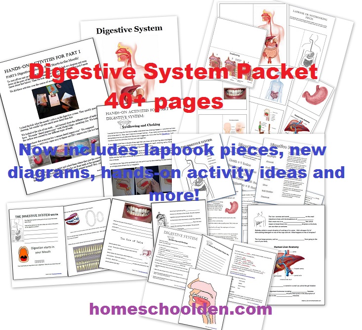 DigestiveSystemPacket-New-and-Updated