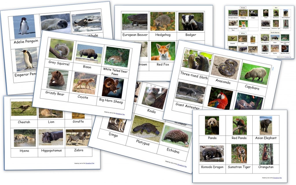 World Animal Montessori Cards