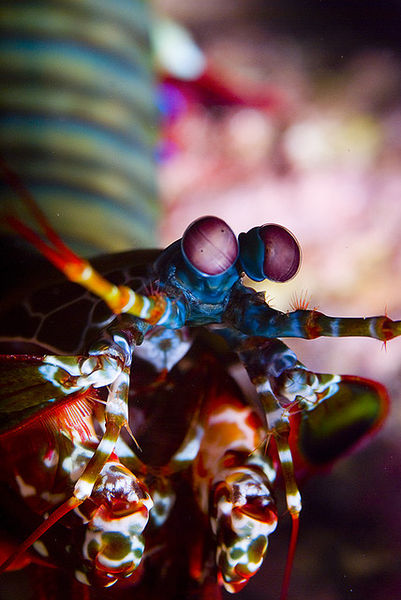 401px-Mantis_Shrimp
