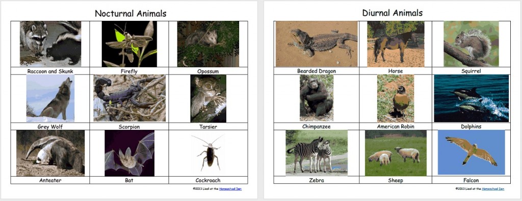 Nocturnal - Diurnal Animals (Free 3-Part Montessori Cards) - Homeschool Den