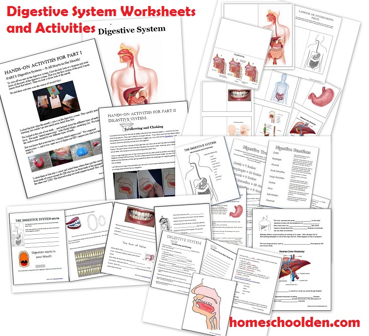 Digestive System Worksheets and Activities