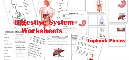 igestive-System-Worksheets