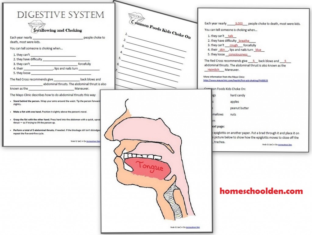 Digestive System Unit (Updated!) - Homeschool Den For Digestive System Worksheet High School