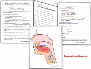 Digestive-System-Worksheets-Epiglottis-Swallowing