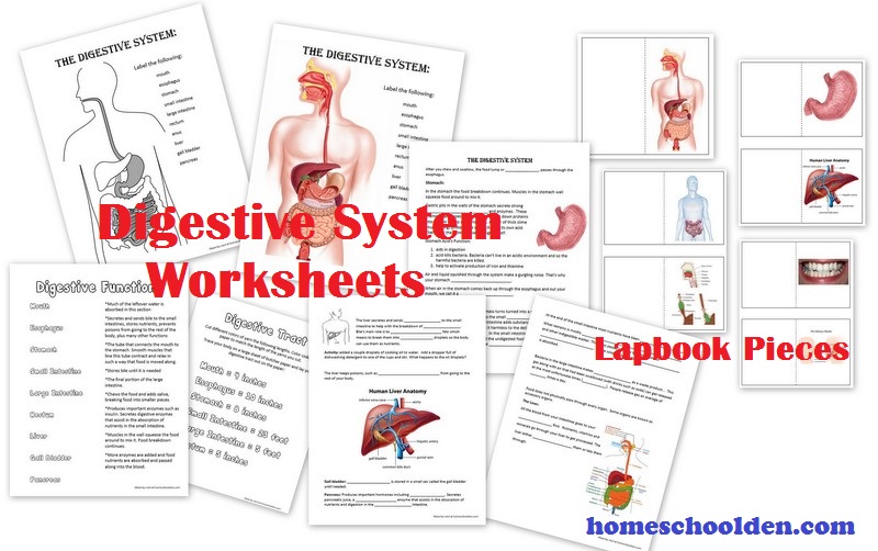 Digestive-System-Worksheets