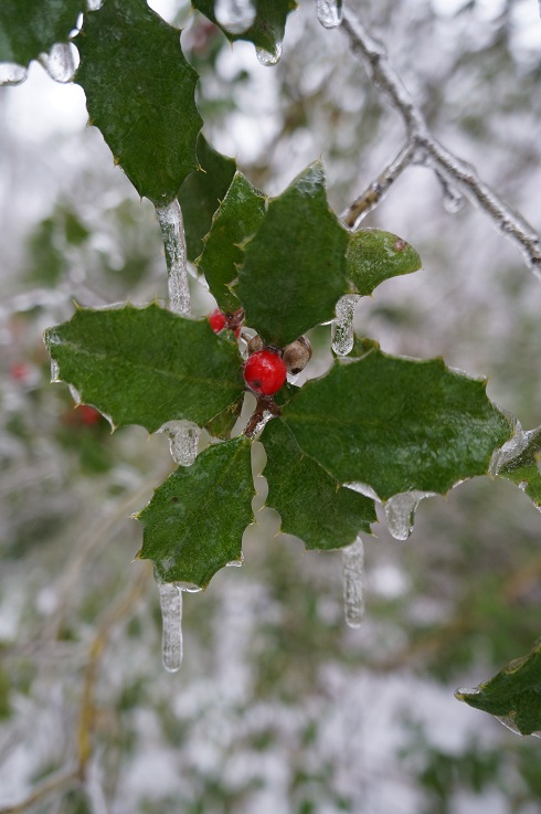 Ice Storm Holly