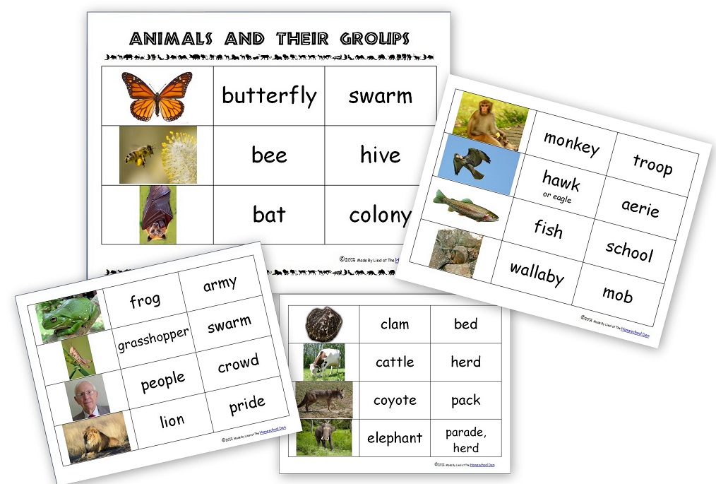 Animals and Their Groups Sorting Cards (ages 5-8) - Homeschool Den