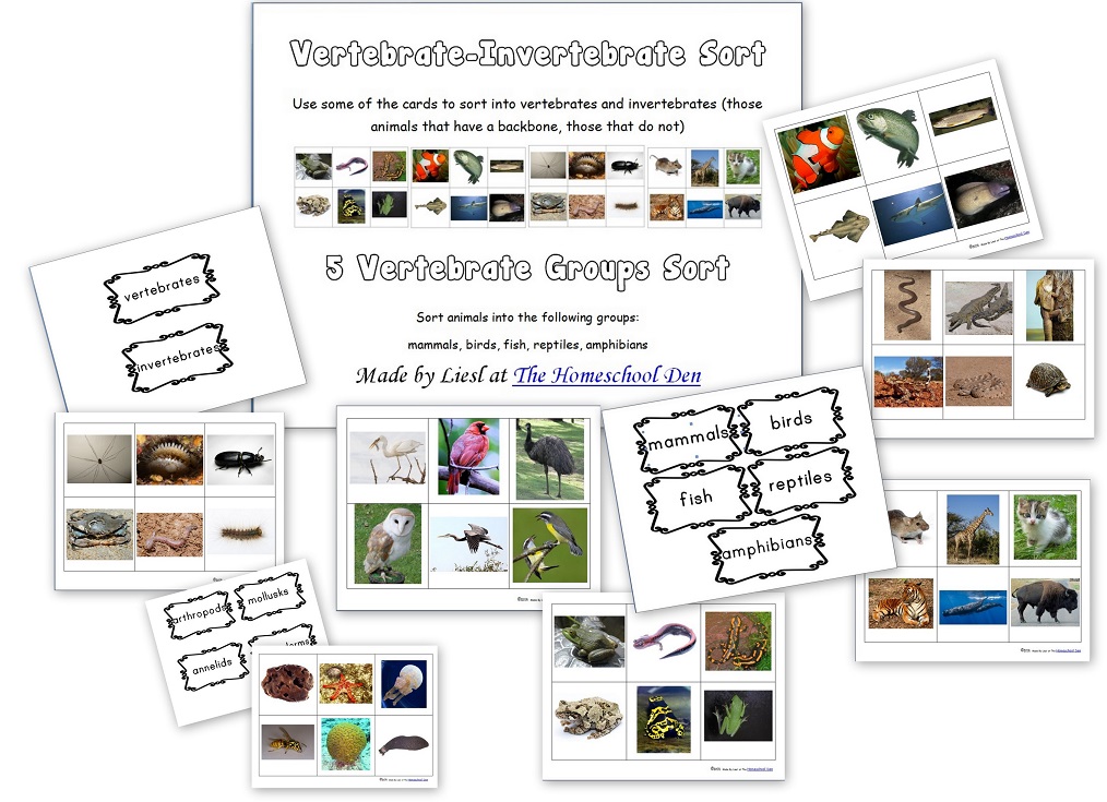 vertebrate-invertebrate Montessori cards - free