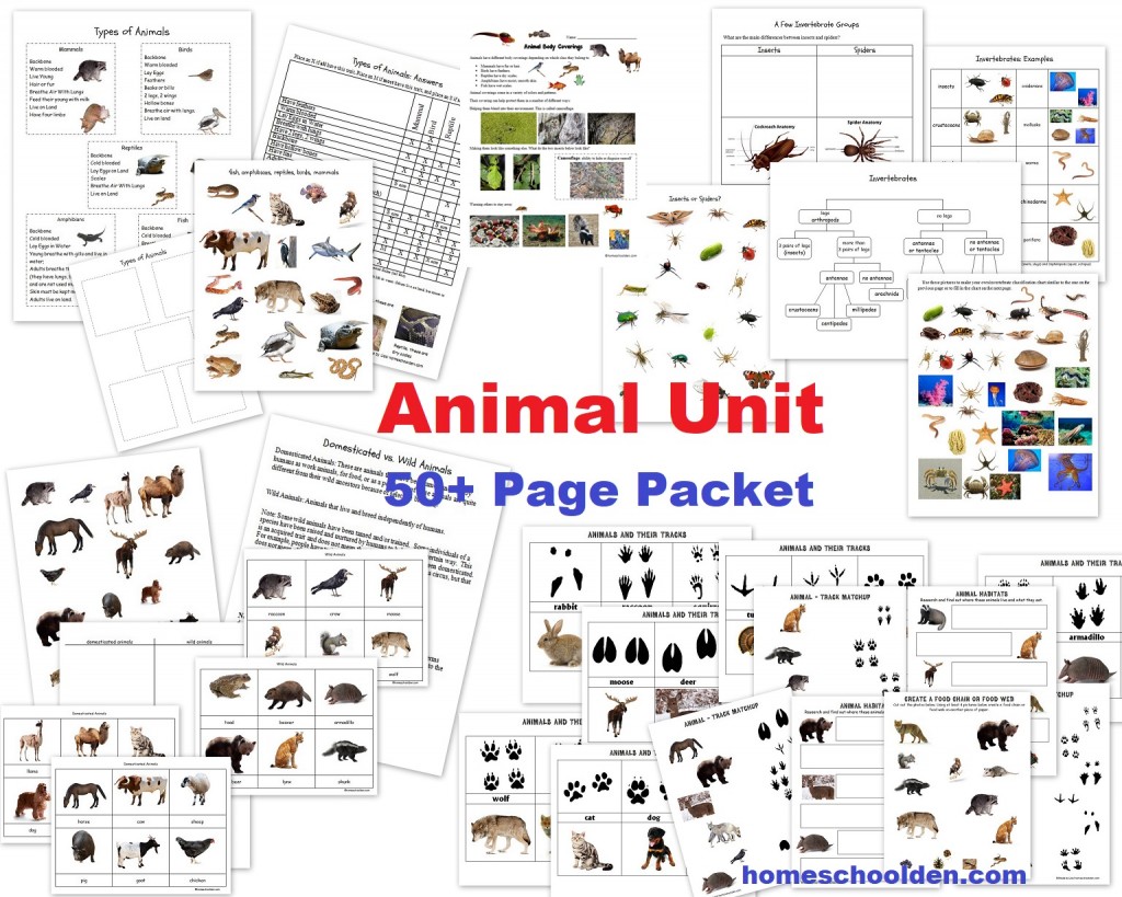 Animal Unit - feathers fur scales skin vertebrates invertebrates insects spiders - worksheets