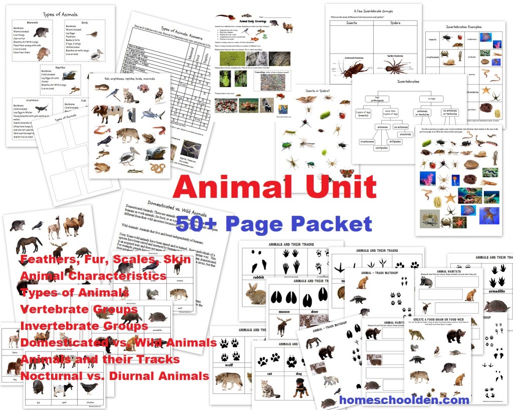 Animal Unit - worksheets - feathers fur scales skin characteristicsvertebrates invertebrates insects spiders