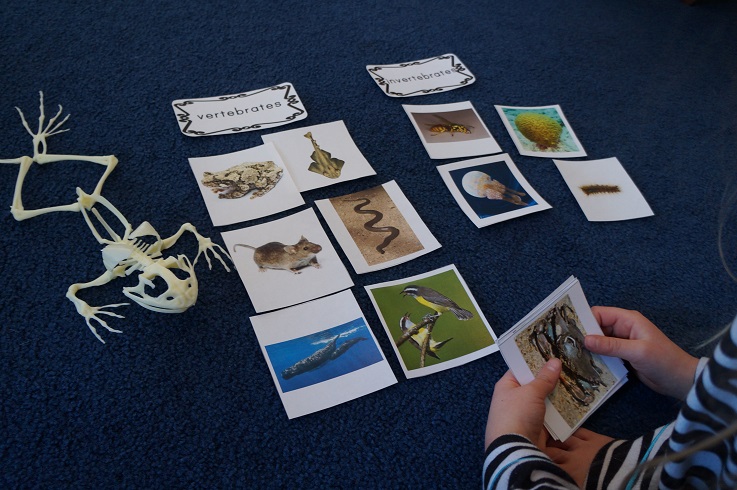 Montessori Cards: Vertebrates-Invertebrates; 5 Vertebrate Groups -  Homeschool Den