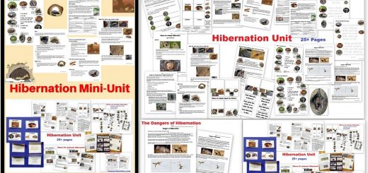 Hibernation Worksheets - Winter Unit