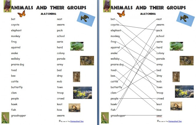 Animals and Their Groups Sorting Cards (ages 5-8) - Homeschool Den