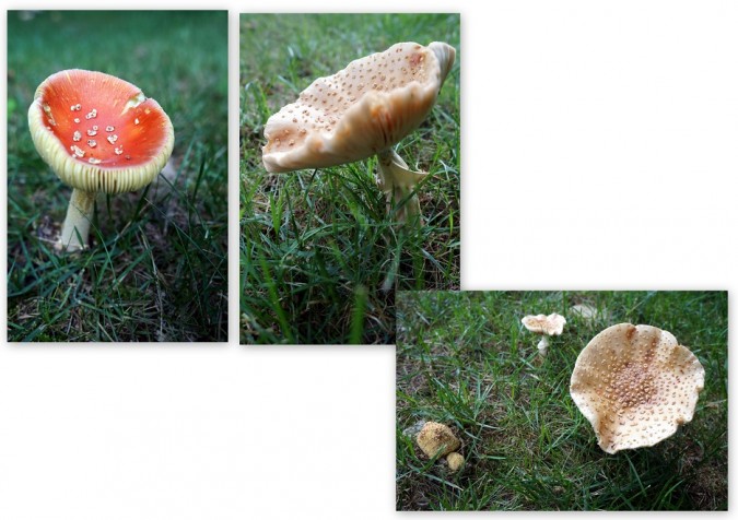 Mushrooms-675x476