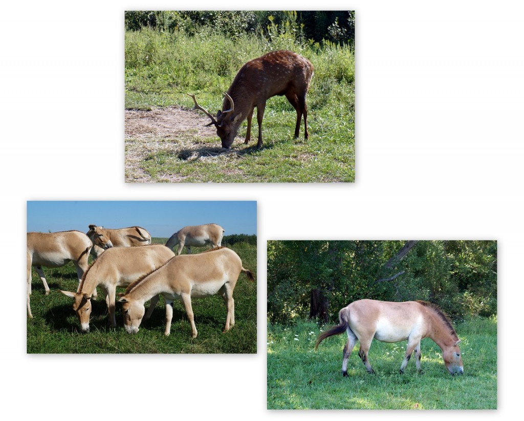 TheWilds-Deer-Antelope