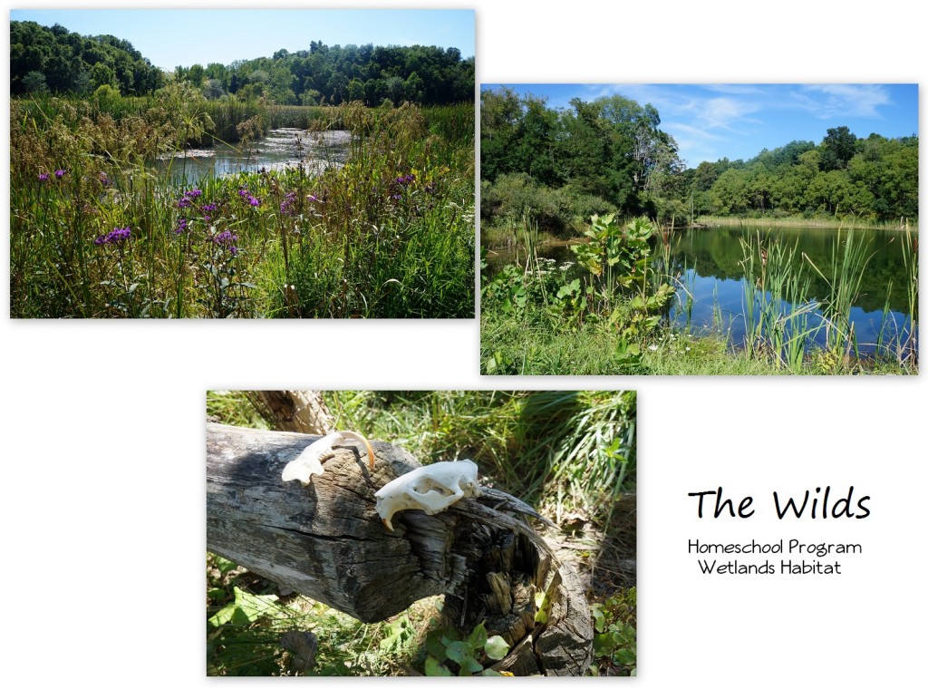 TheWilds-Wetlands