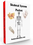Skeletal System Worksheets and Lapbook