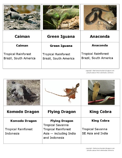 Reptiles from SE Asia - 3-Part Montessori Cards