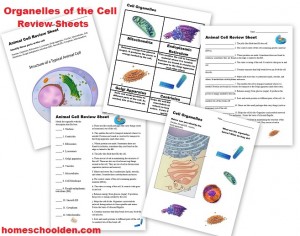 Creating Your Homeschool Curriculum, Grade 6-8 - Free Resource Guide ...