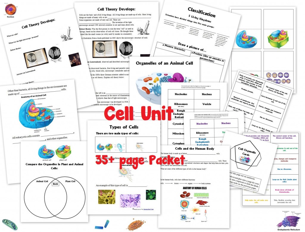 Cell worksheets animal plant cells organelles