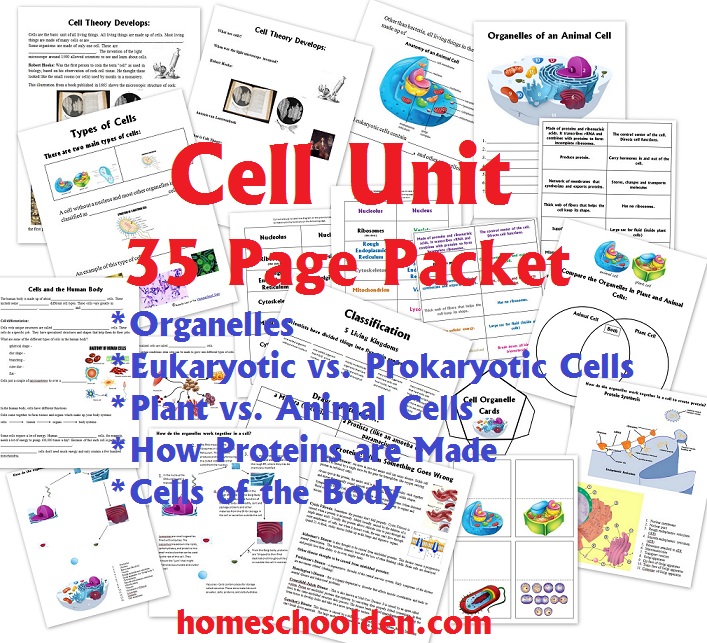 Animal and Plant Cell Worksheets