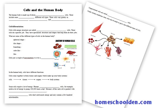 Cells-of-HumanBody