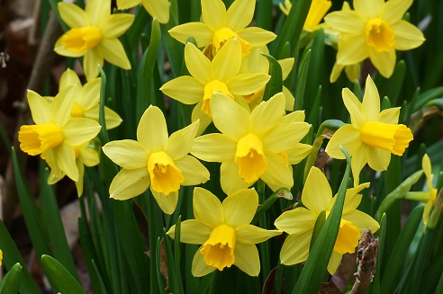DSC06734-daffodils