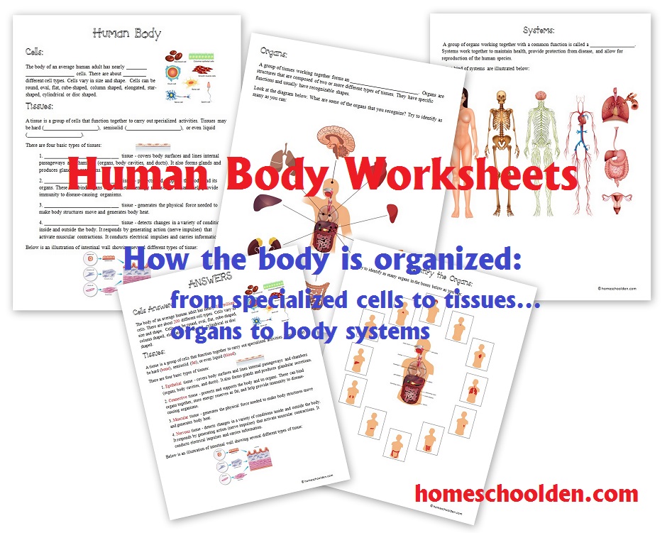 HumanBodyWorksheets-Cells-Tissues-Organs-Systems
