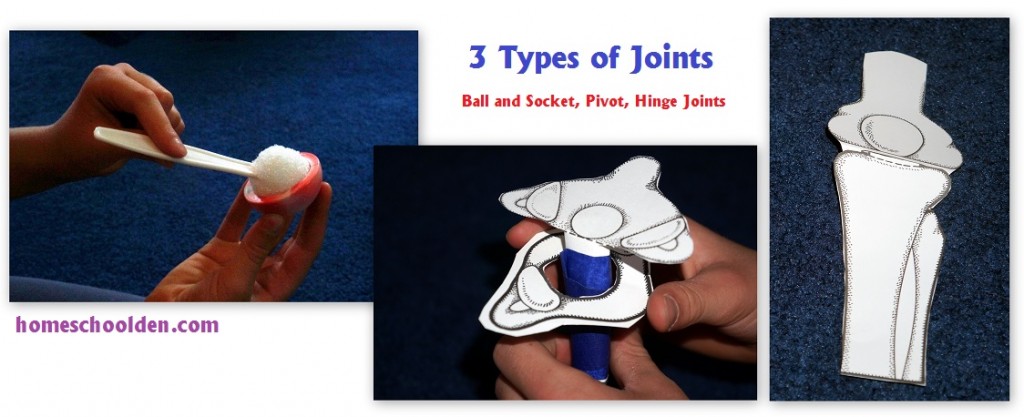 3-Types-of-Joints-Activities