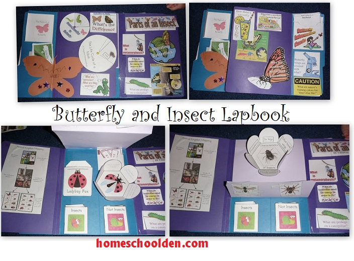 Butterfly-Insect-Lapbook