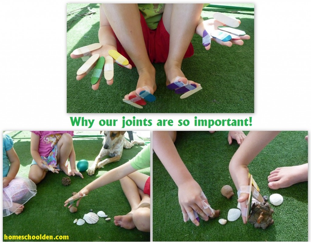 Joints-Hands-On-Activity