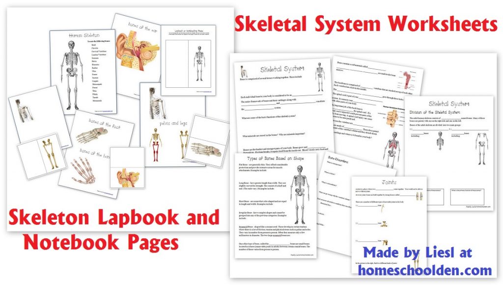 Skeletal-System-Worksheets-and-Skeleton-Lapbook