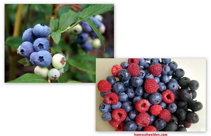 Blueberries-Summer2015