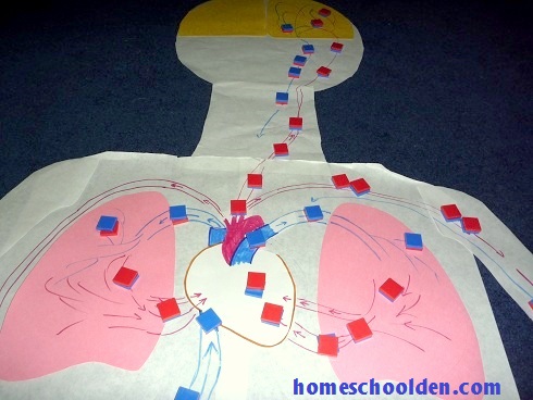 Circulatory-System-HandsOnActivity-HumanBodyUnit-HomeschoolDen