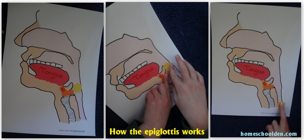 Digestive System Activity Swallowing and the Epiglottis