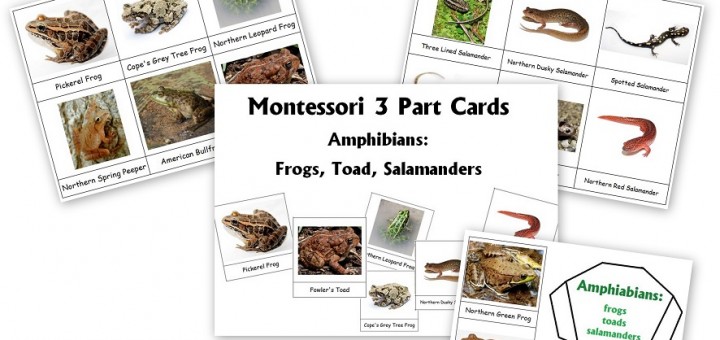 Montessori 3-Part Cards Amphibians