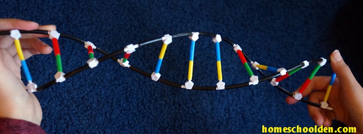 DNA-Kit-homeschoolden