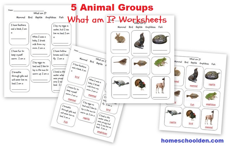 The 5 animal groups worksheets