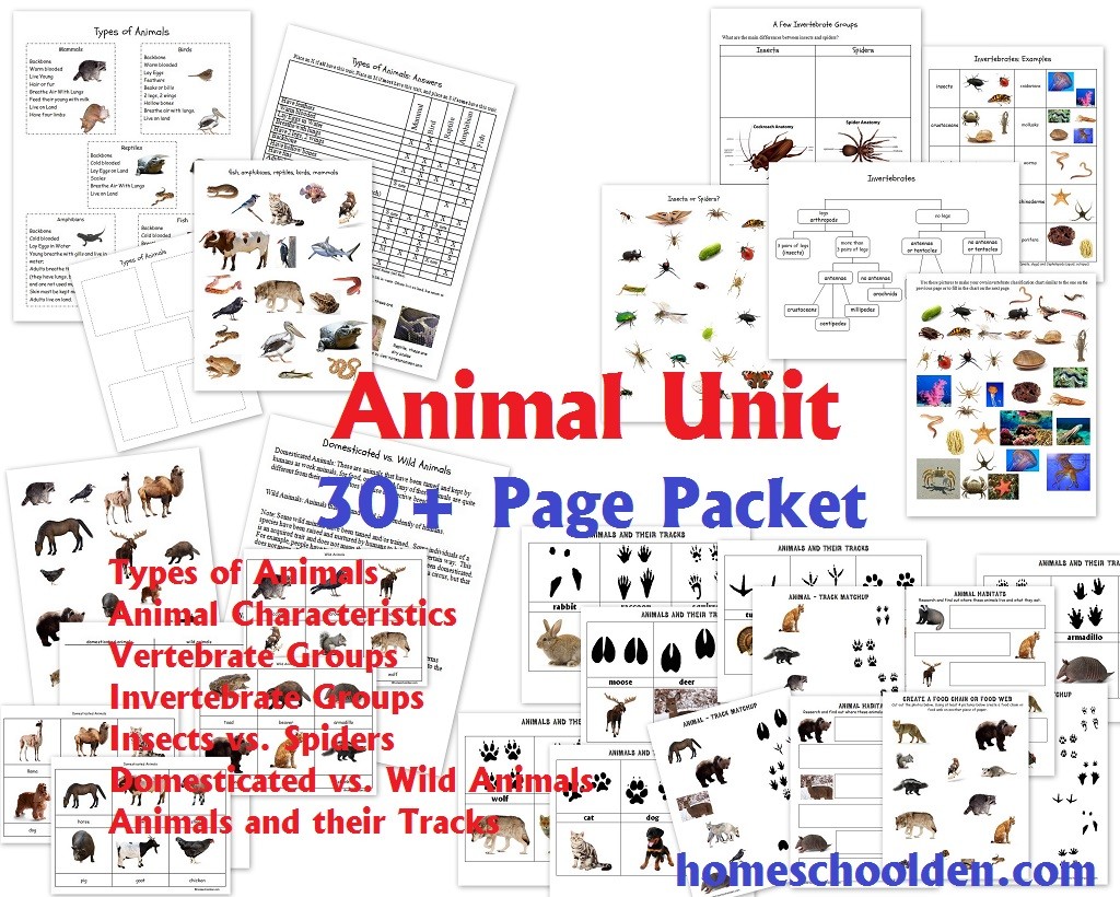 Animal-Unit-Vertebrate-Invertebrate-Groups-Worksheet-Packet