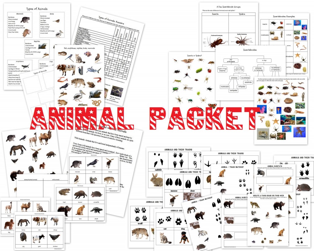 Animal characteristics worksheets animal classification