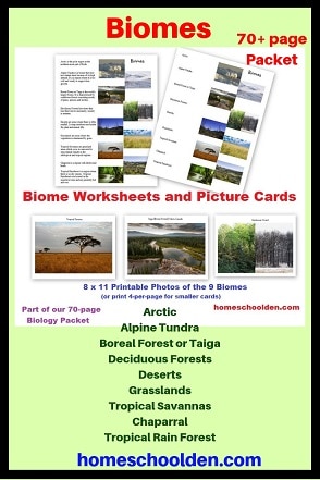 Biomes Worksheets and Cards - 70 Page Packet - Plus Food Cycle Food Web and more