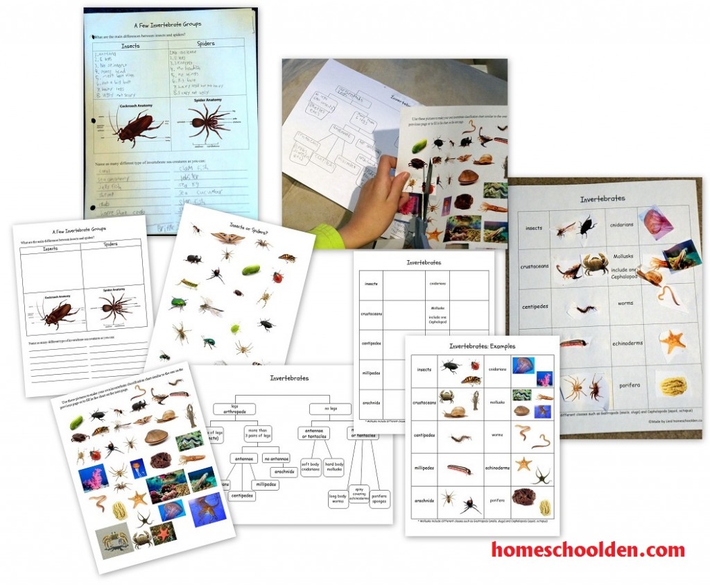 https://homeschoolden.com/wp-content/uploads/2015/12/Invertebrate-Groups-Activities-1024x843.jpg